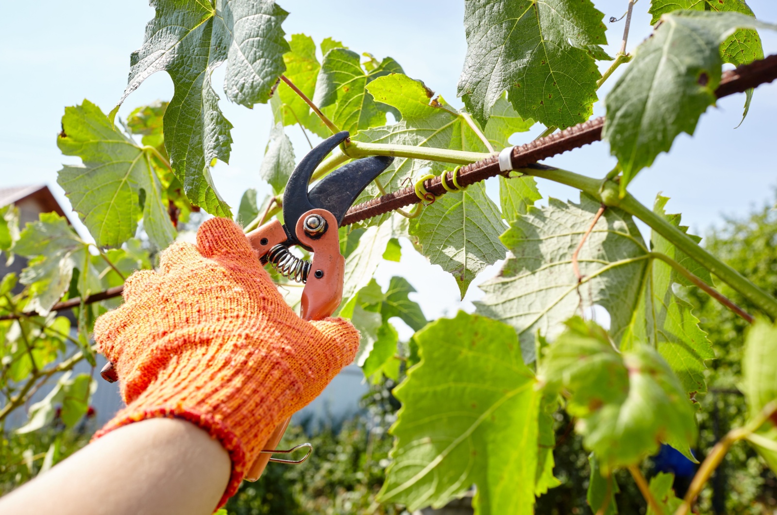 pruning grape vine