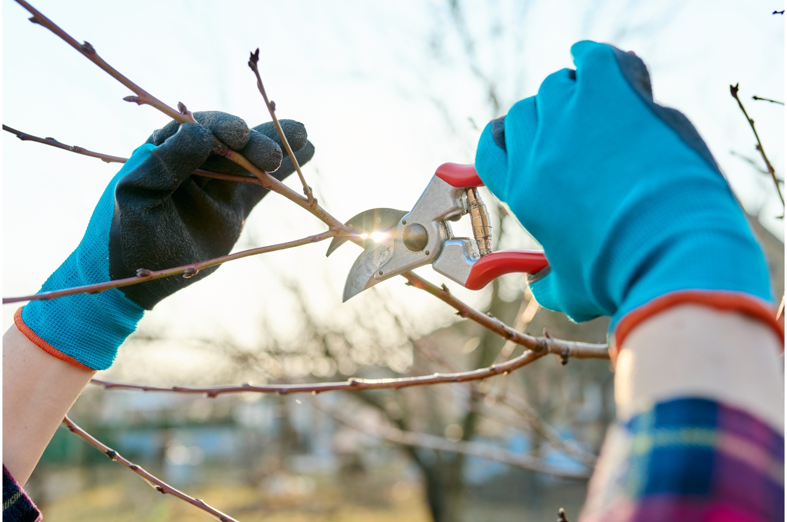 pruning pomegranate in early spring