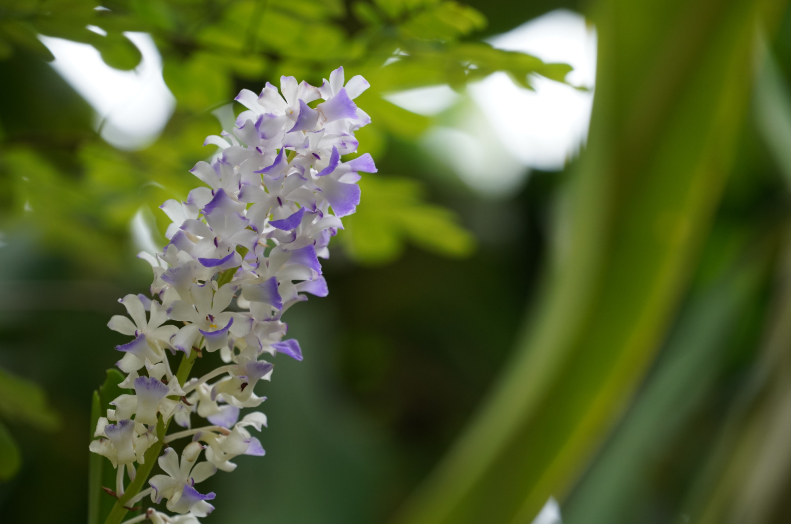 purple and white rhynchostylis foxtail orchid