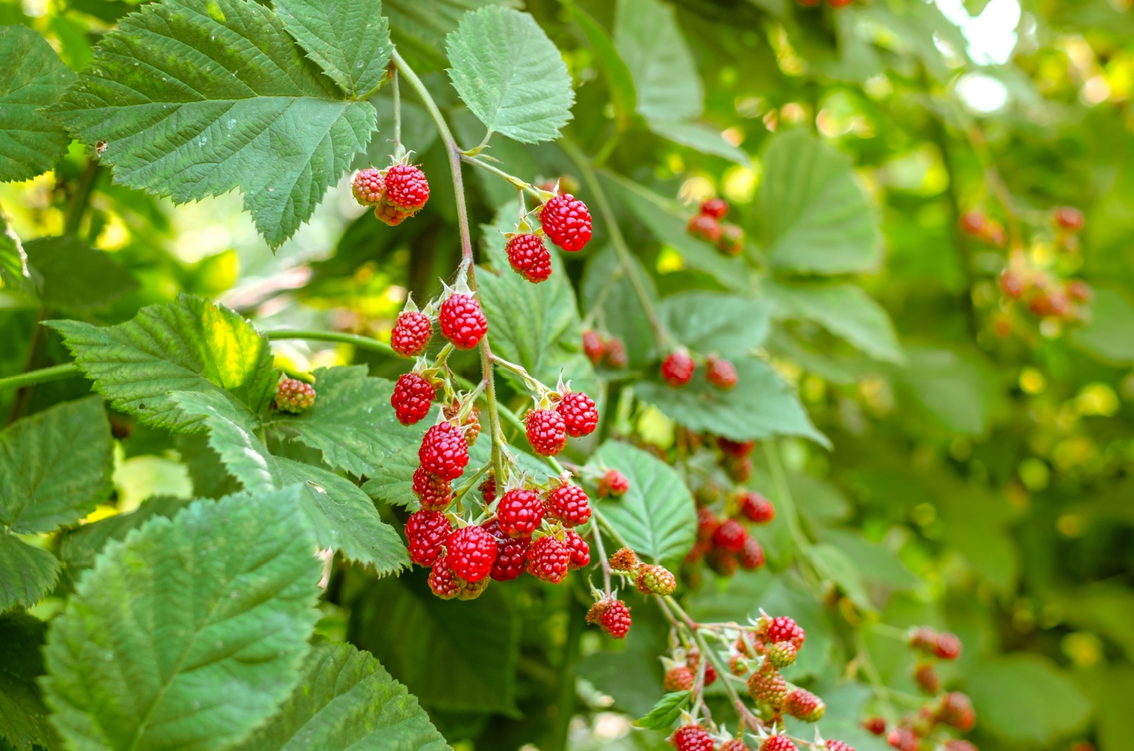 raspberries growing in garden