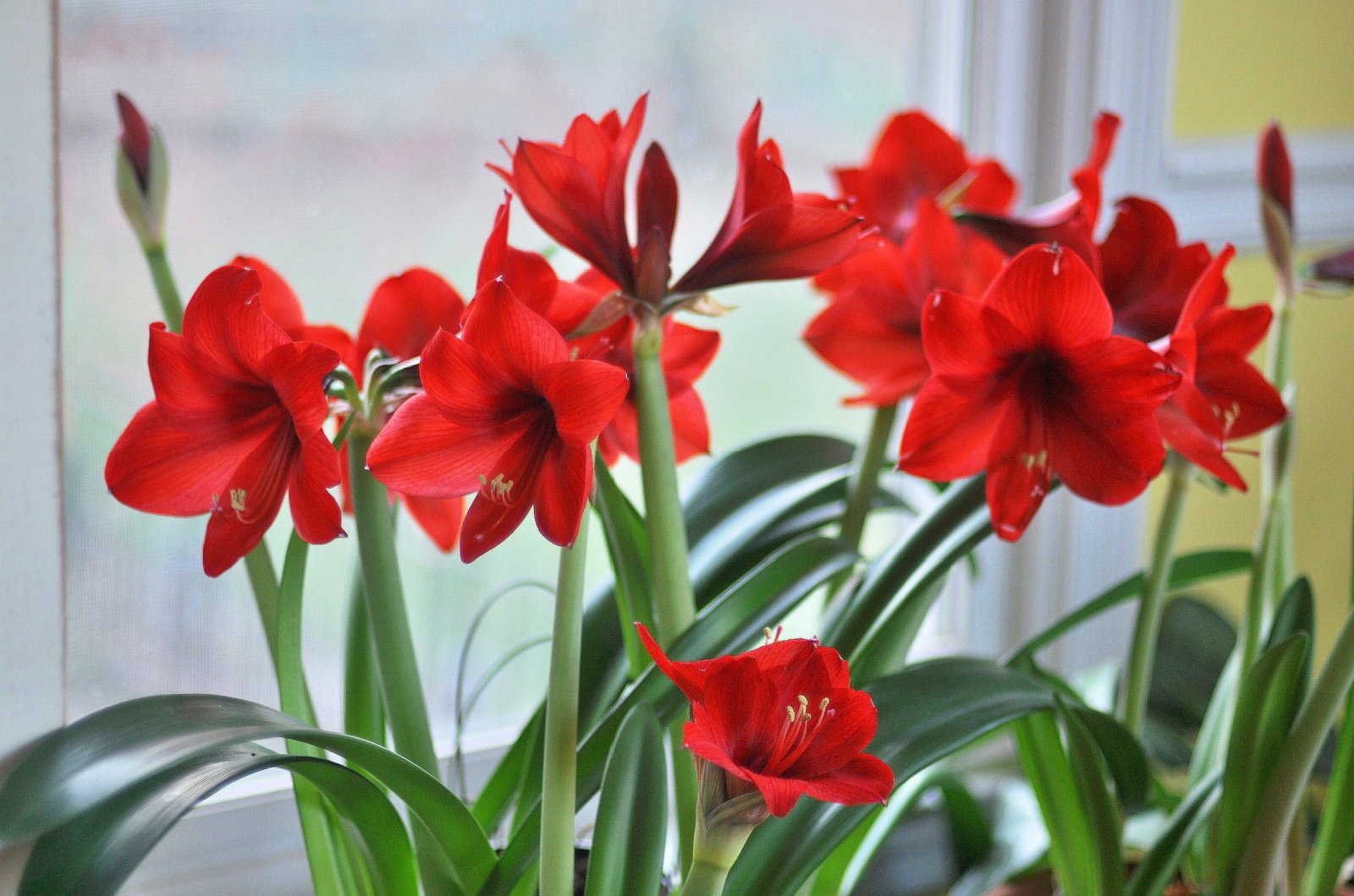 red amaryllis