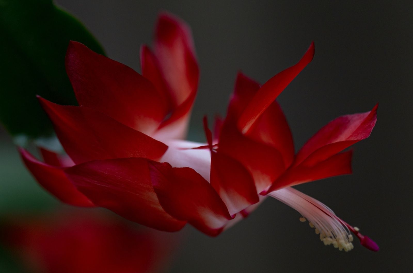 red christmas cactus in the dark