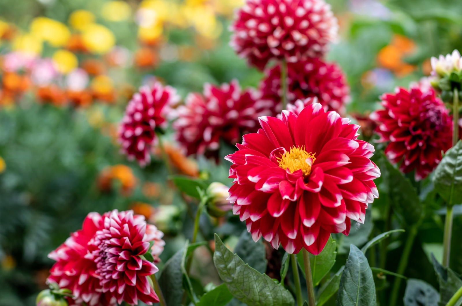 red dahlia flowers