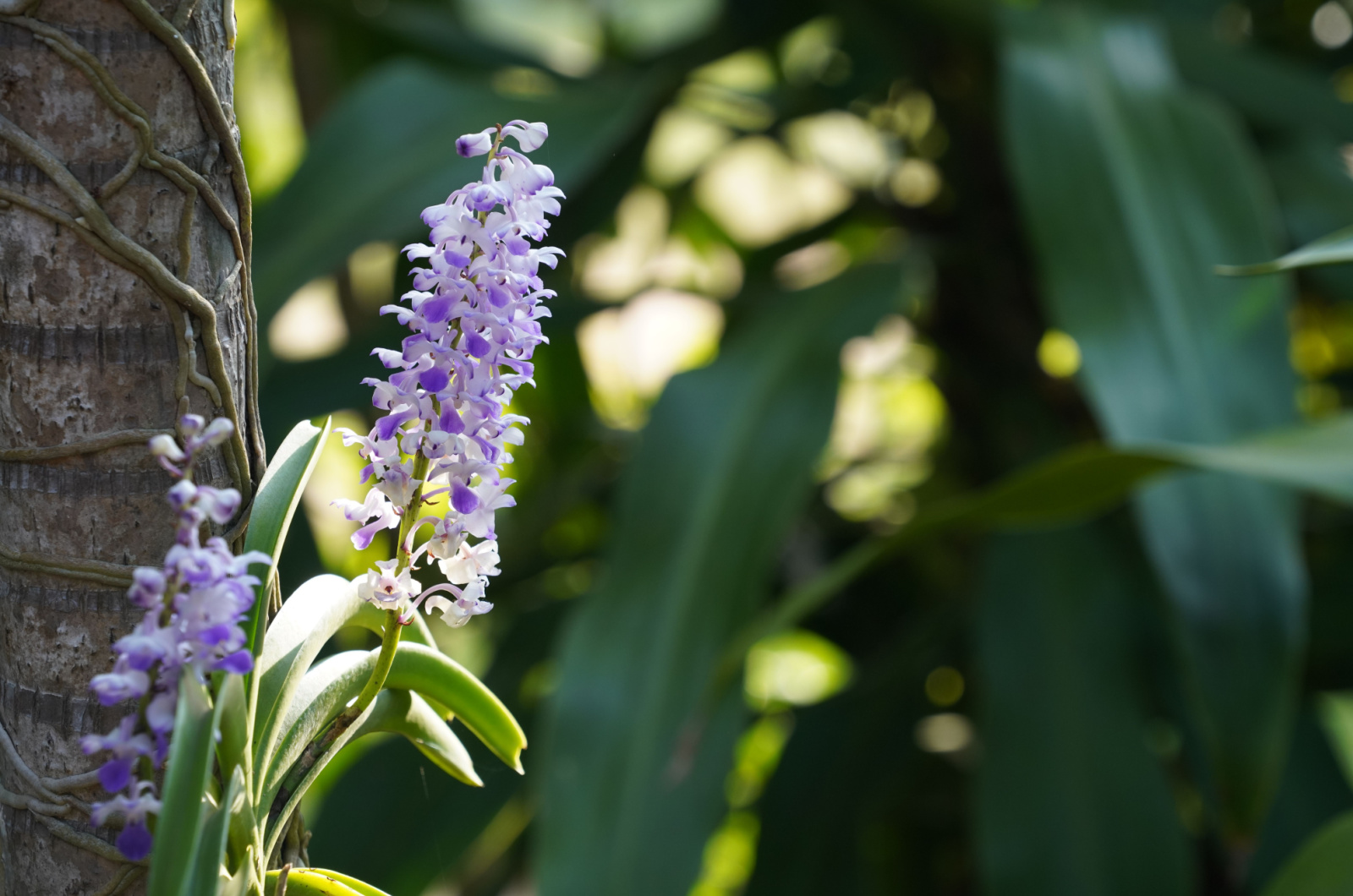 rhynchostylis foxtail orchid growing outside