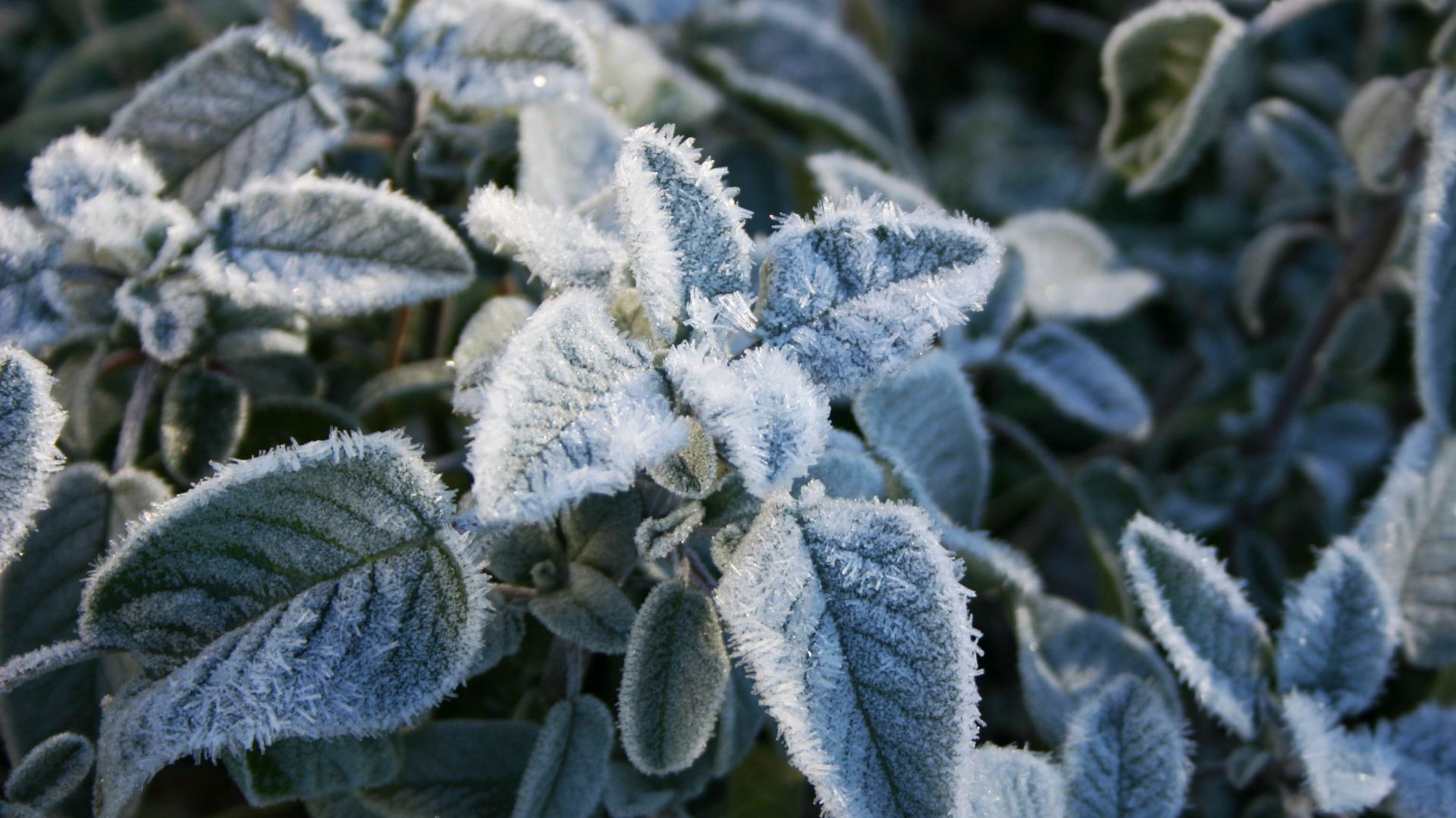 leaf of sage herb in winter