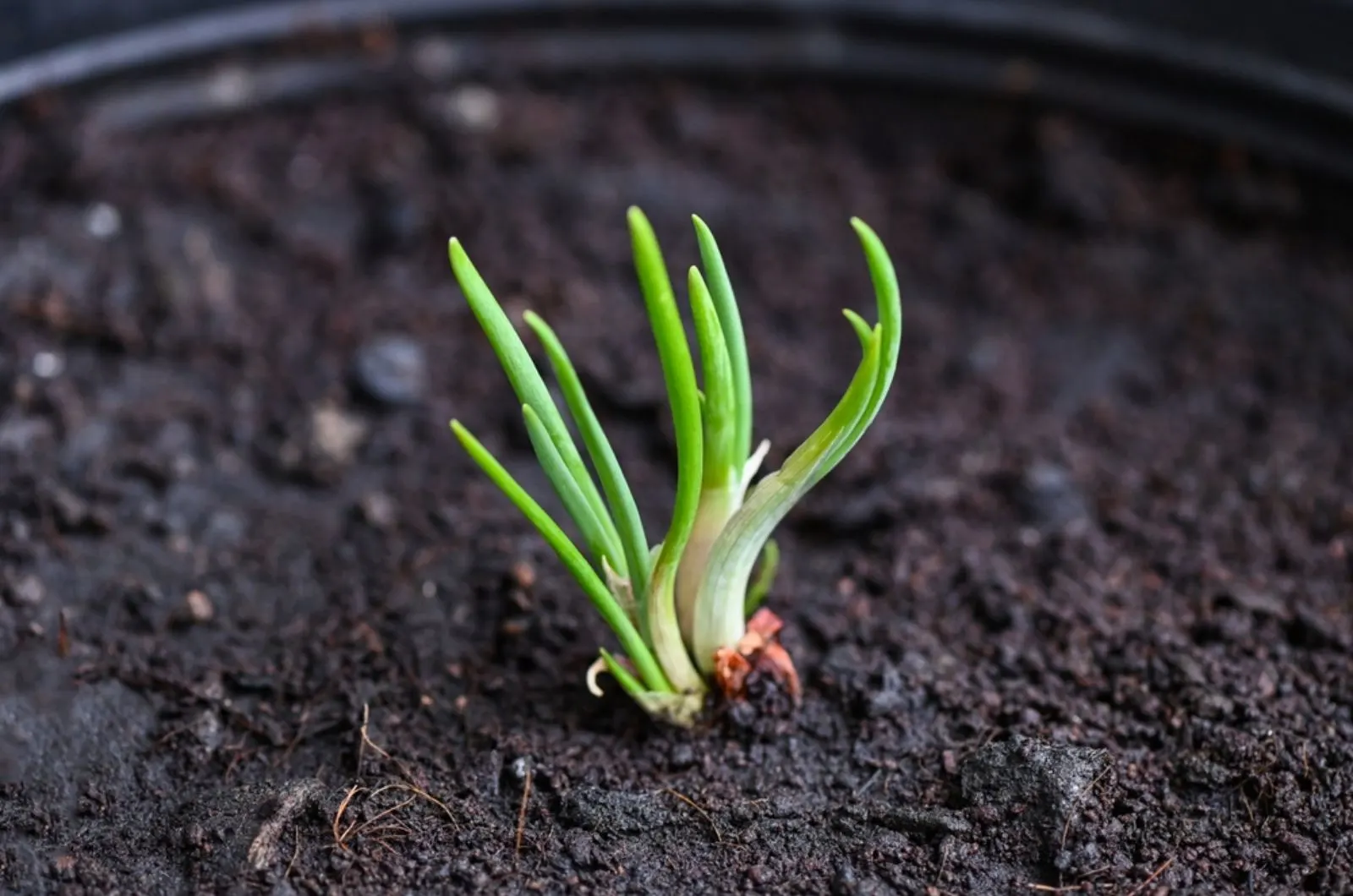 How To Grow Shallots From Sets And Seeds
