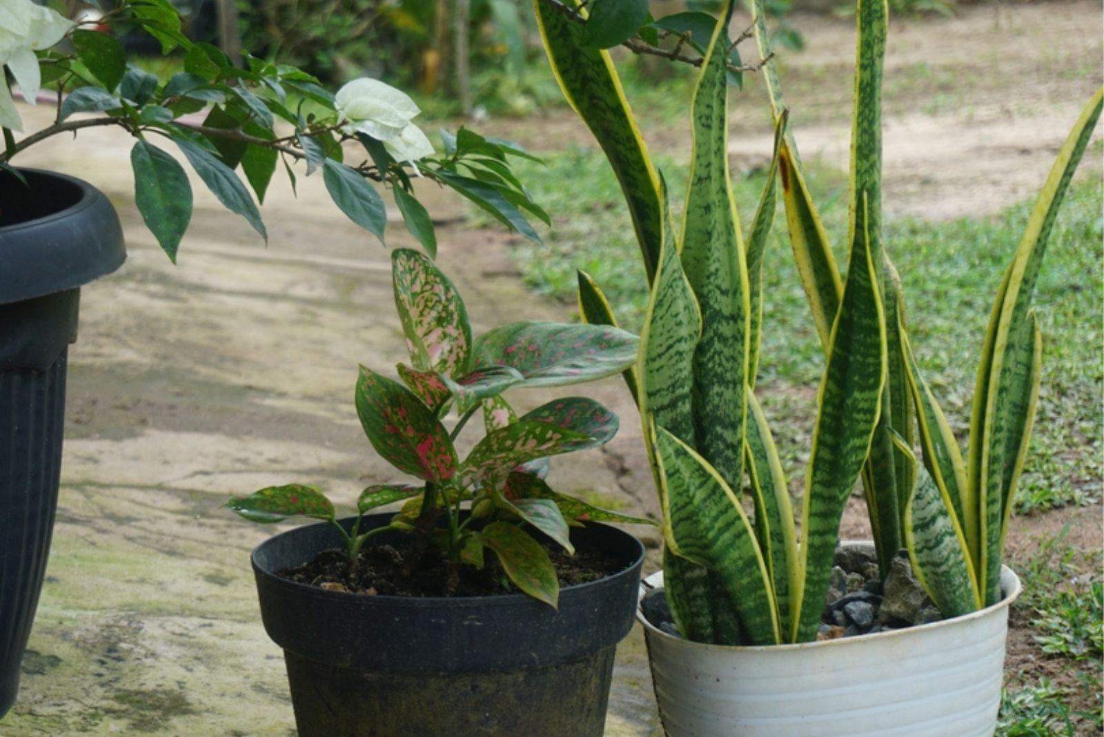 snake plant in a pot outdoors
