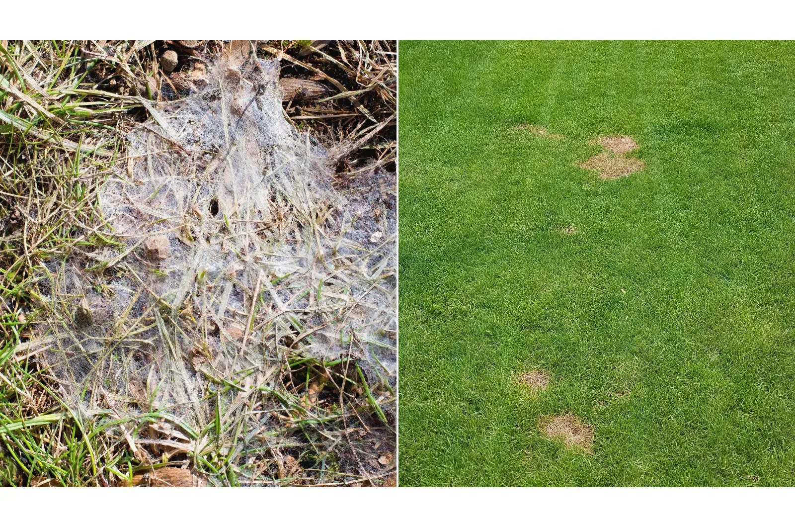 What Is Snow Mold + How To Prevent And Treat It