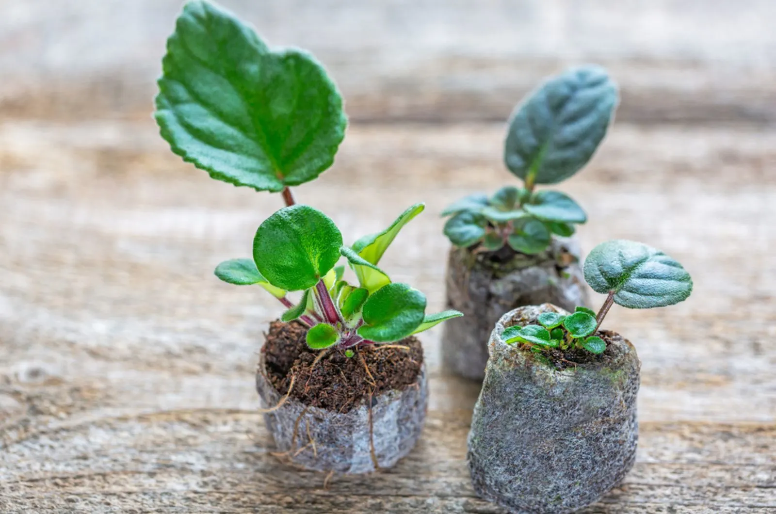 sprouted leaves of african violets