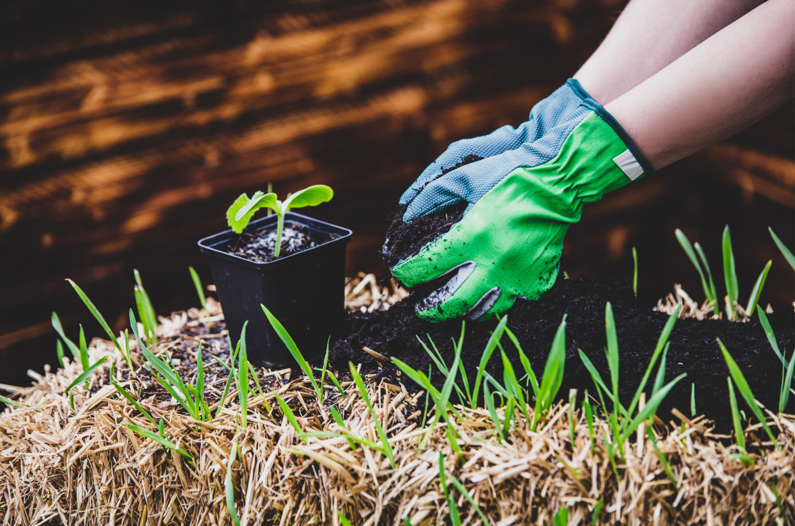 straw bale gardening