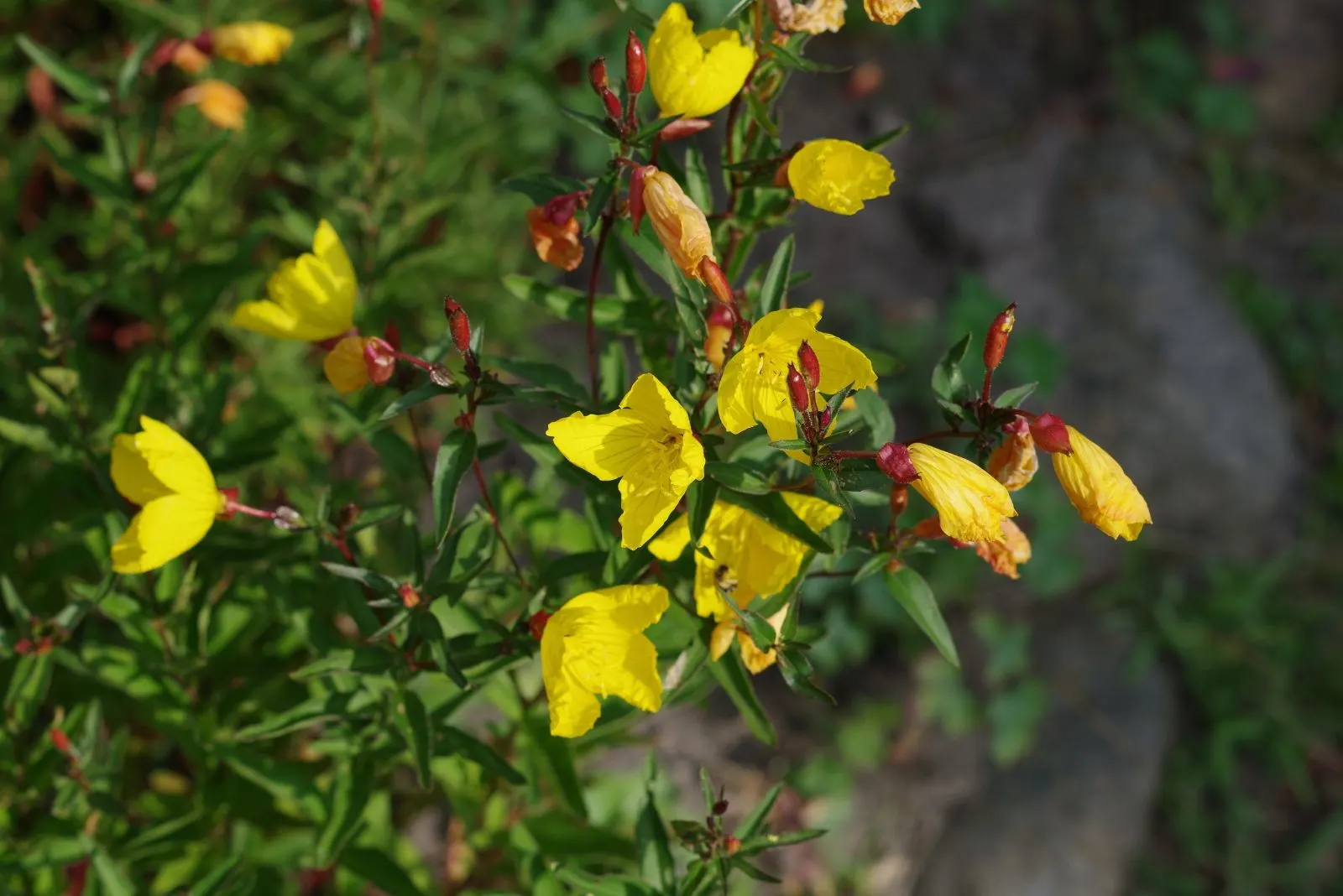 How To Plant And Care For Sundrops