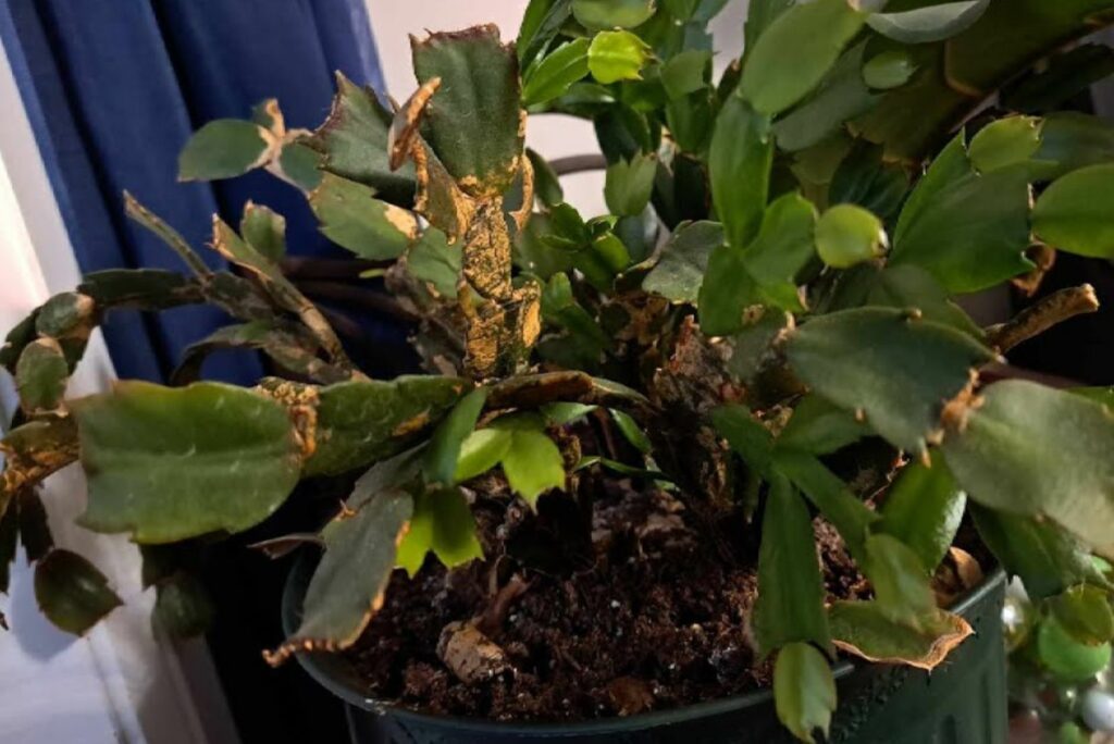 the disease attacked the Christmas cactus