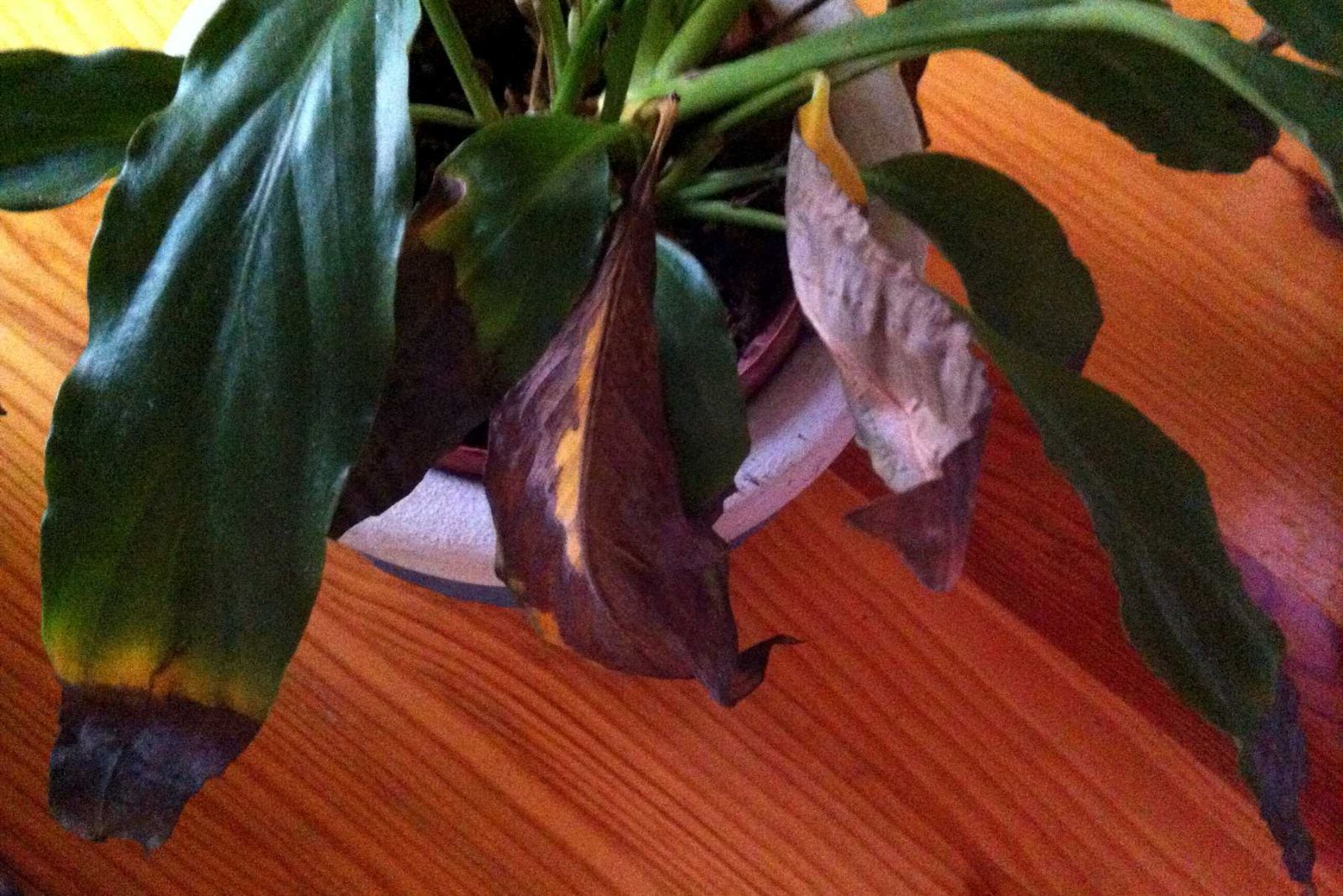 the leaves of the Peace Lily began to dry in the pot