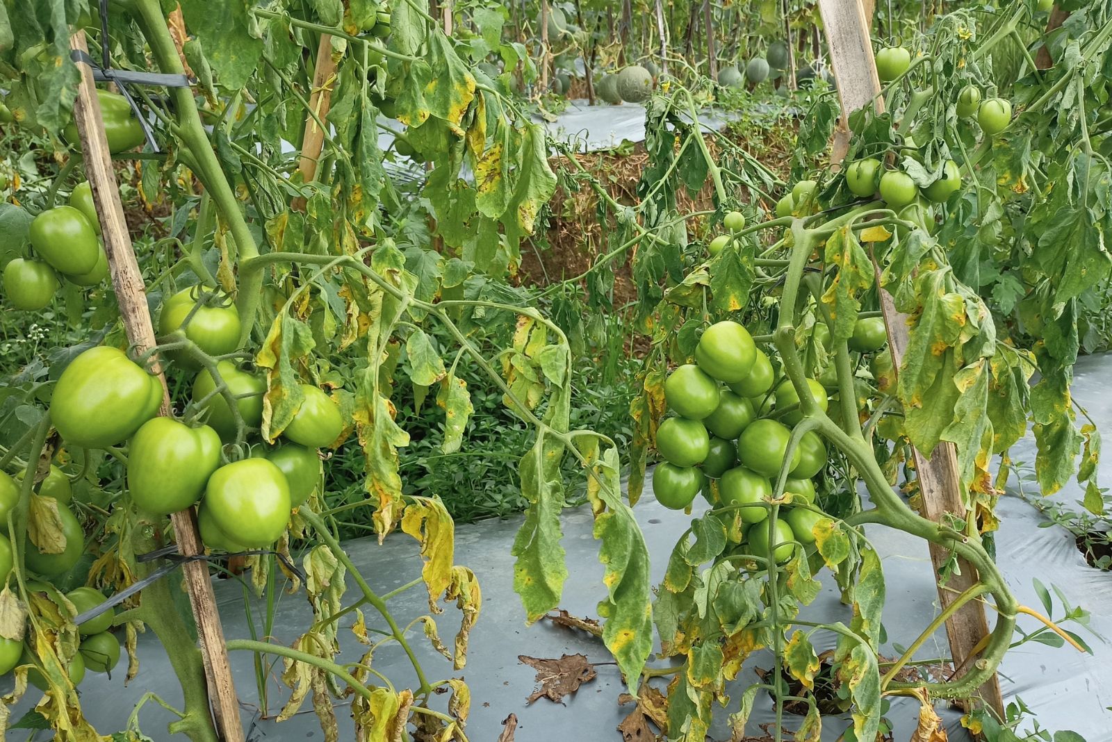 tomato plant affected by fusarium wilt