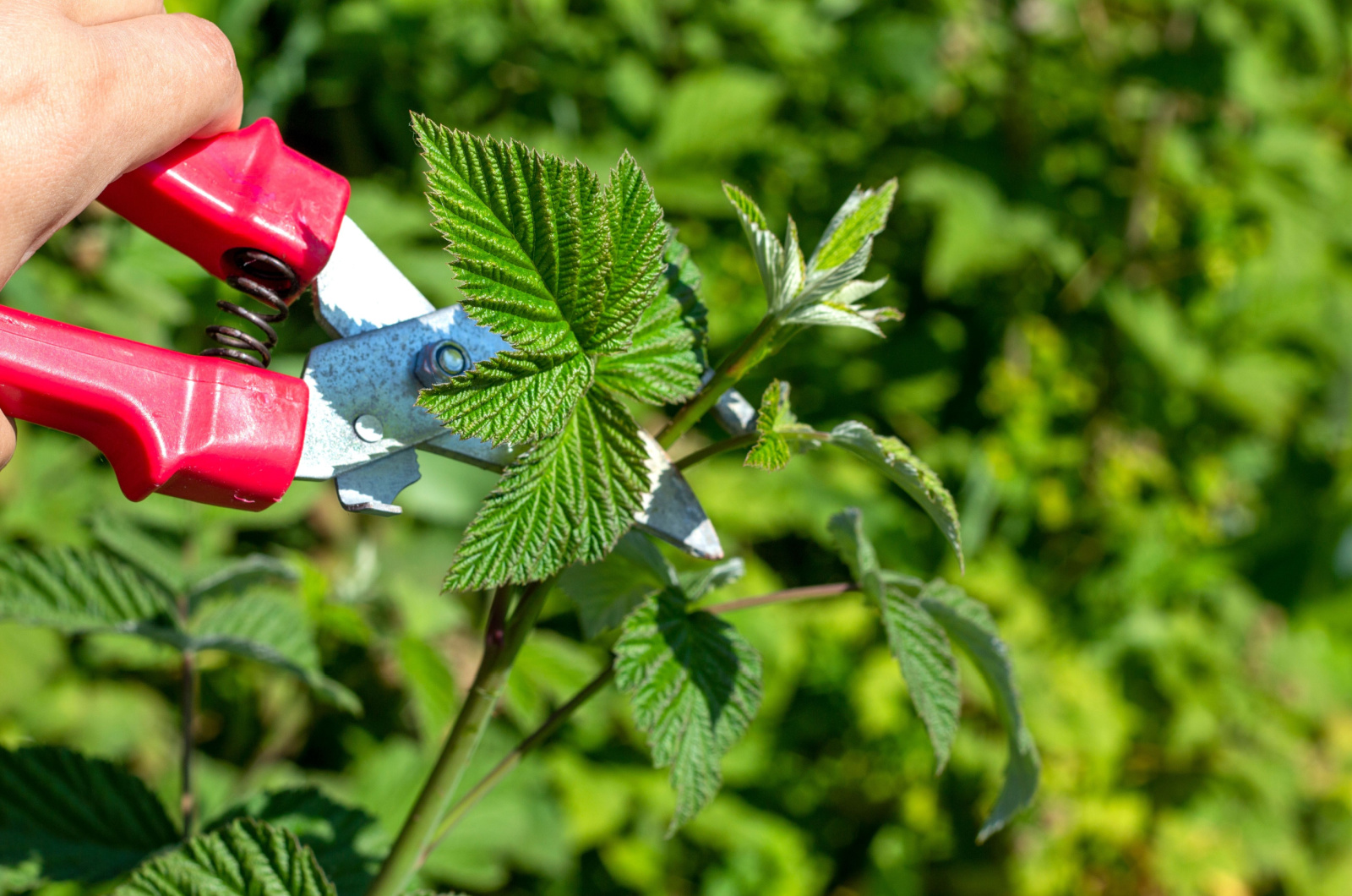 trimming raspberry bush