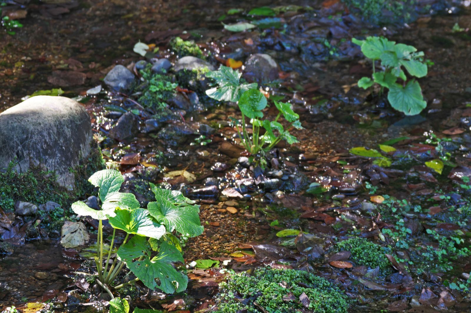 wasabi growing near rocks
