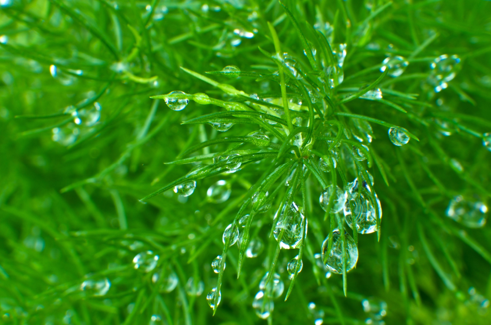 water on a asparagus fern