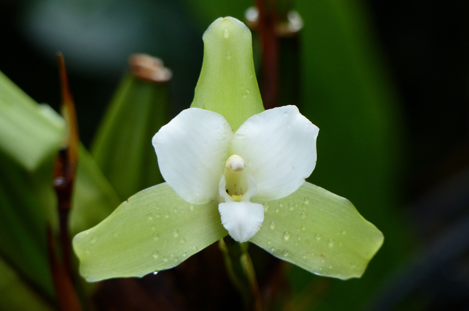 water on lycaste orchid