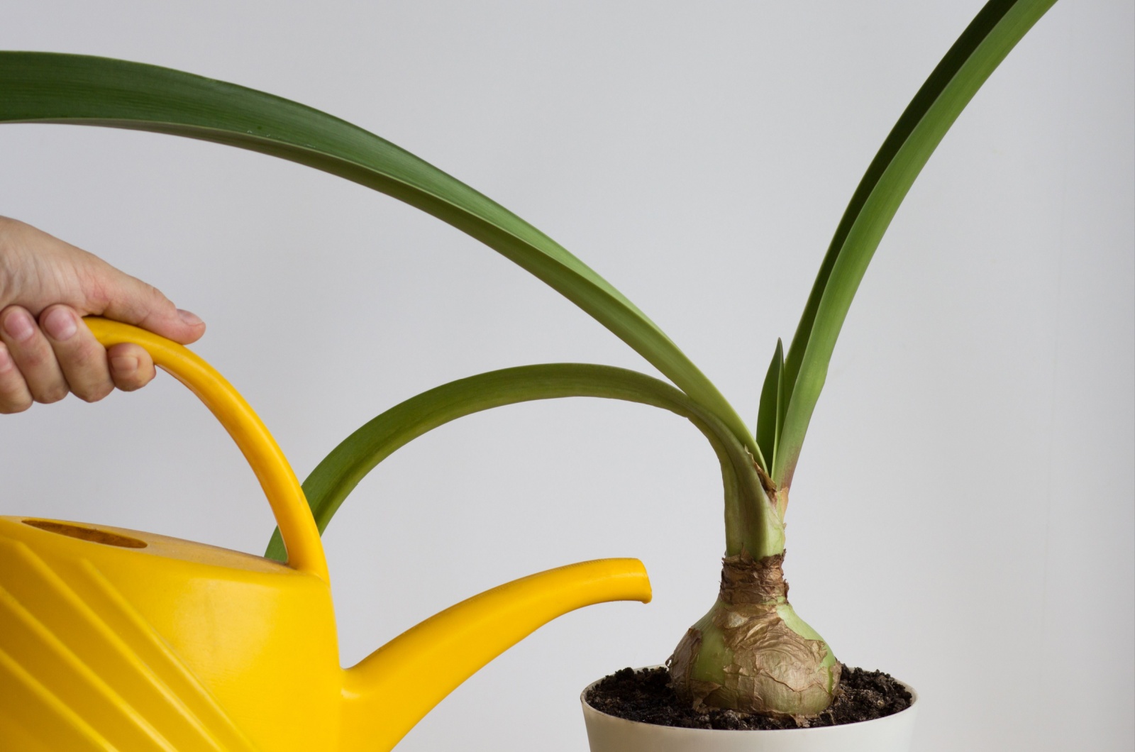 watering amaryllis bulb