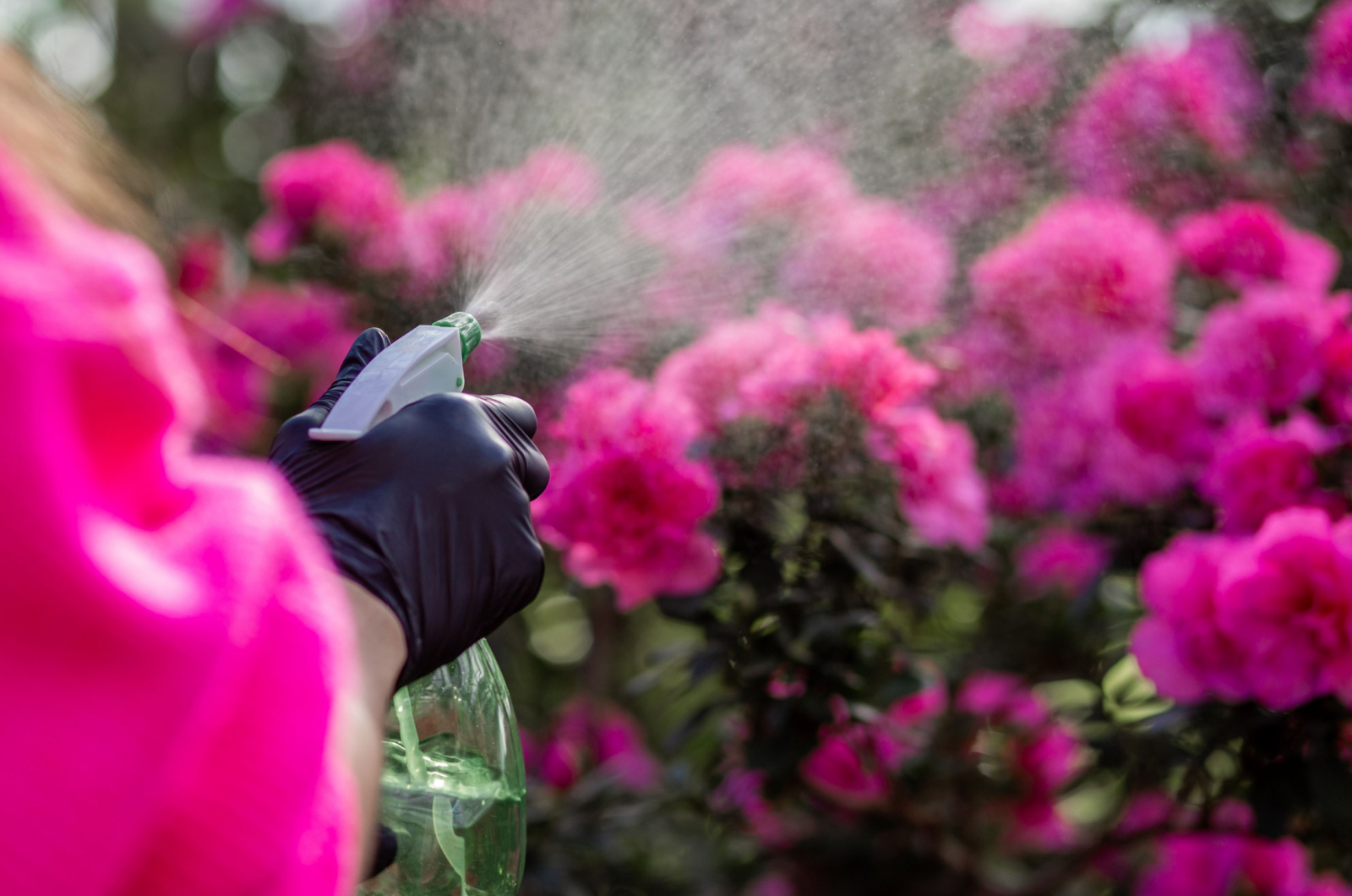 watering azaleas