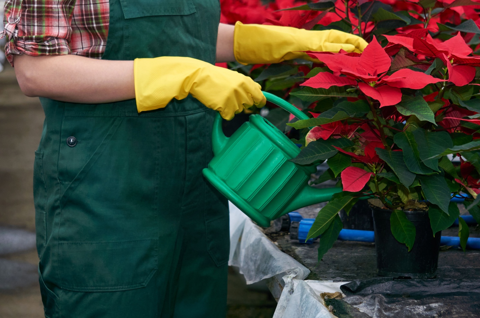 watering poinsettia