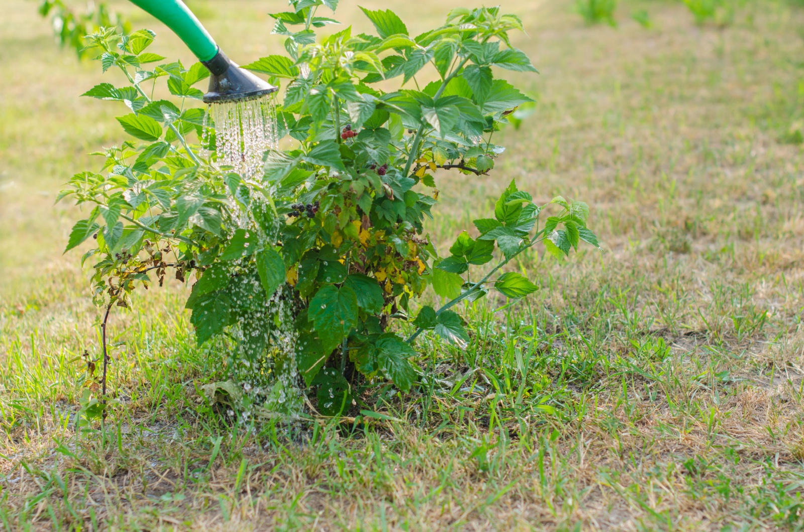 watering raspberry bush