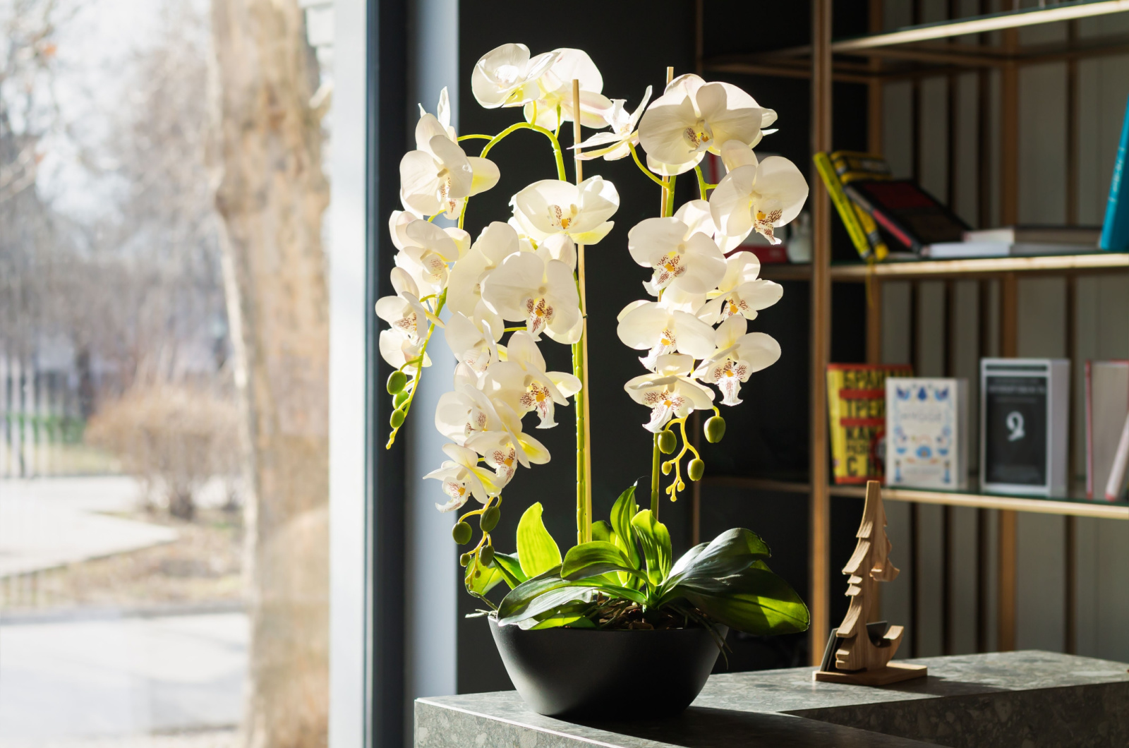 white potted orchid flowers in sunlight