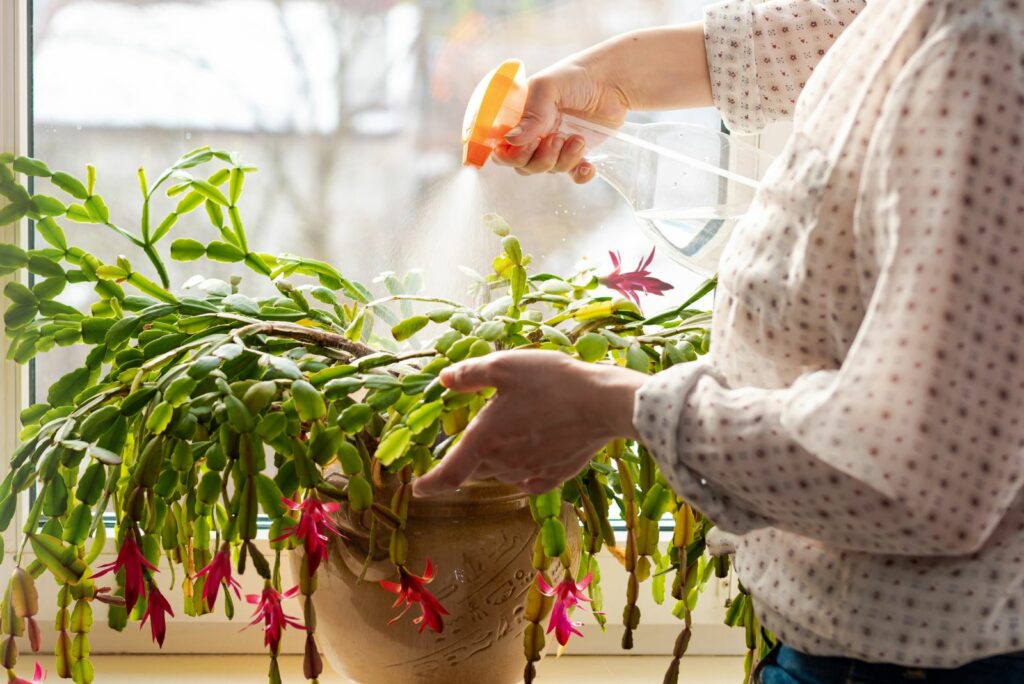 woman sprays Christmas cactus