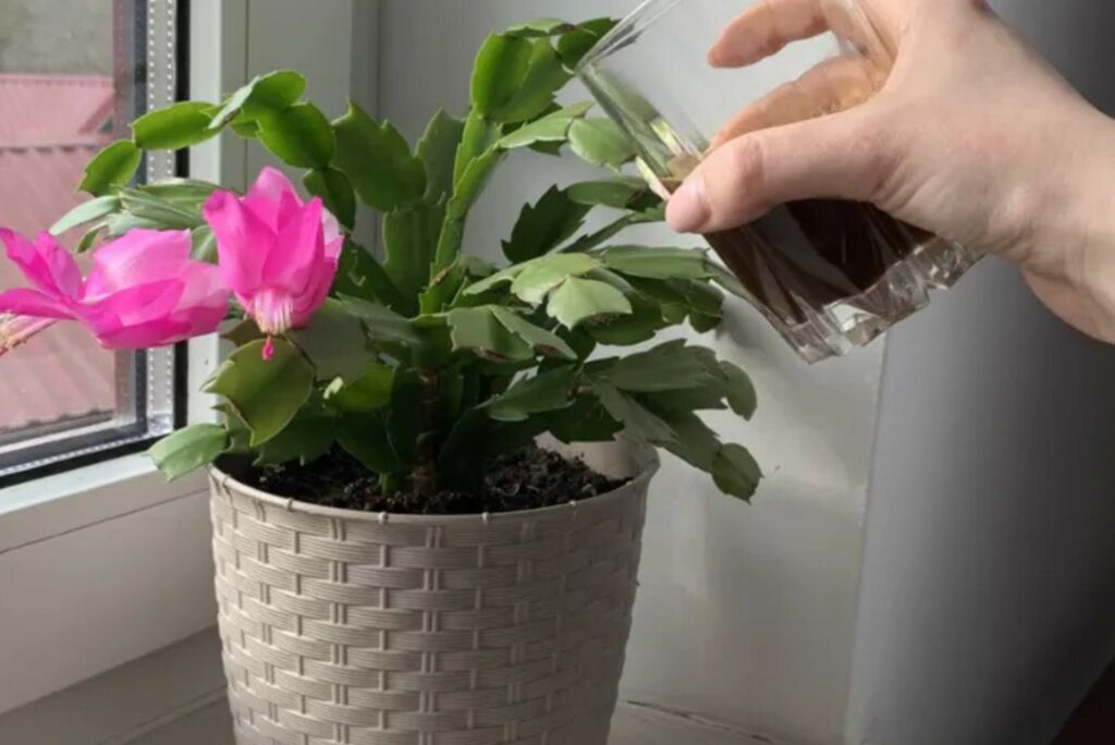 woman watering Christmas Cactus with fertilizer