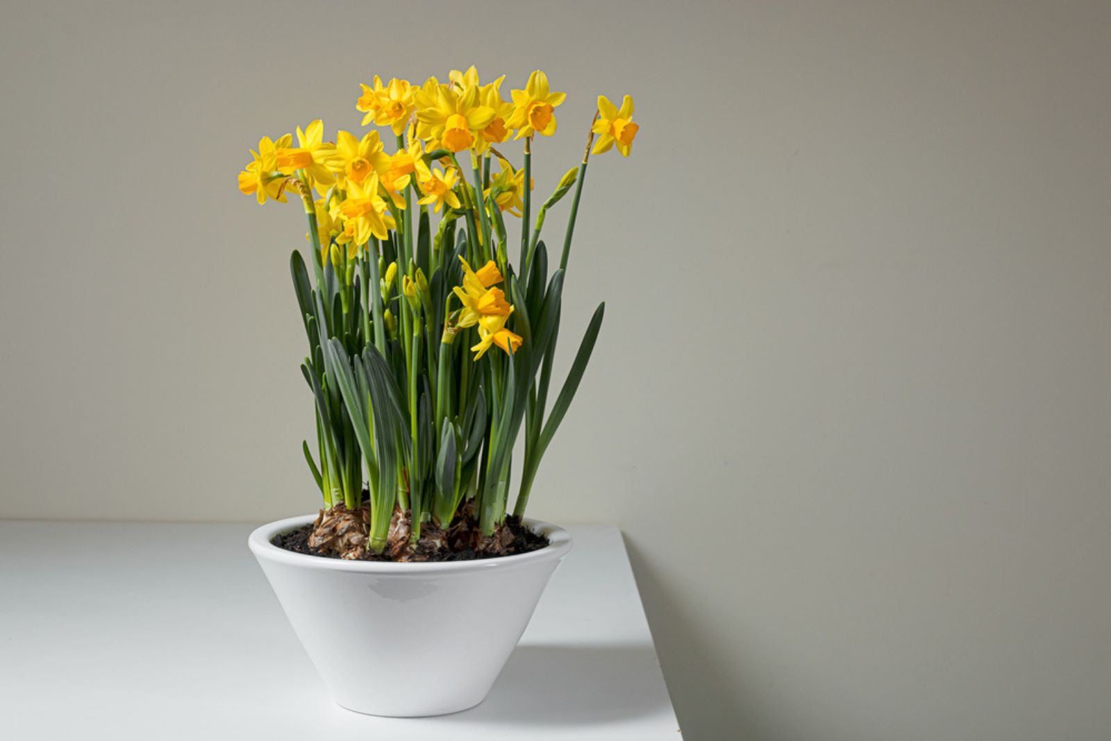 yellow daffodils in a pot