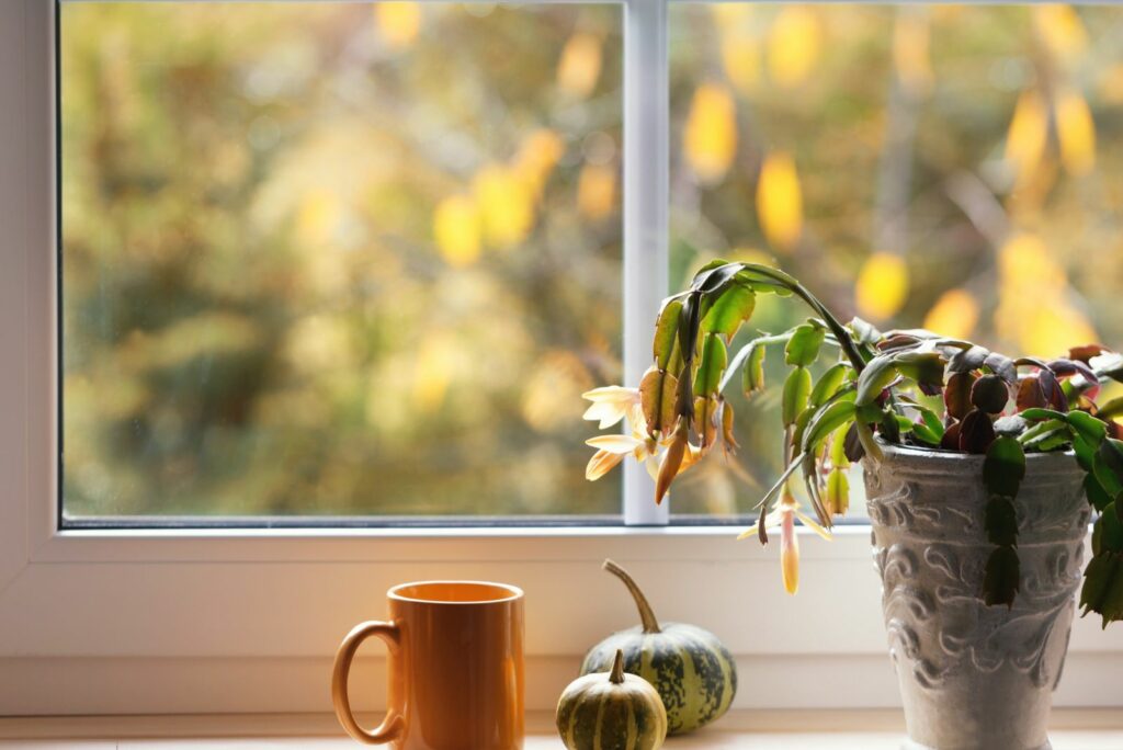 yellow leaves of Christmas cactus