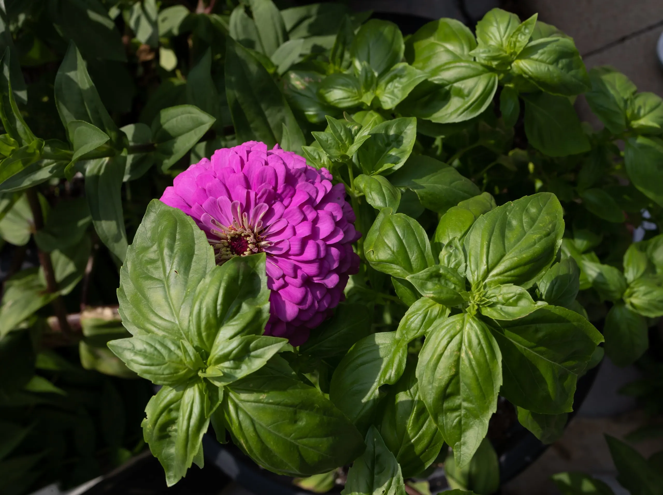 Grow This Herb Next To Zinnias And Watch The Wonders Happen