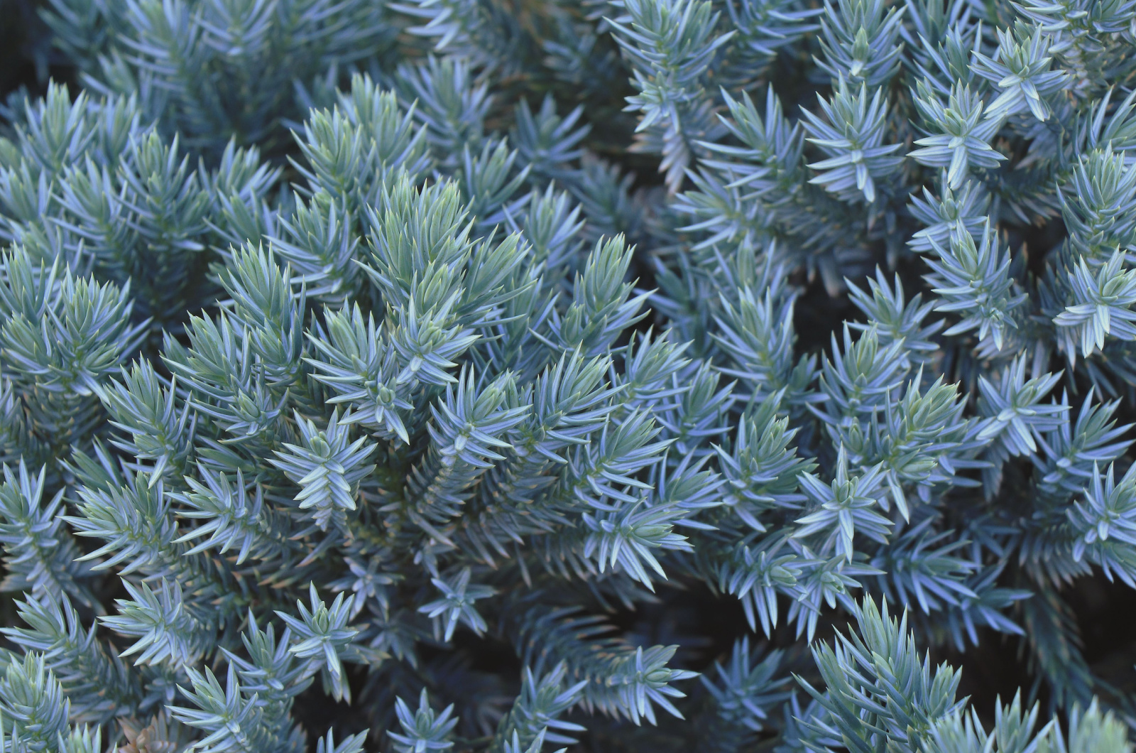 ‘Blue Star’ Juniper Tree