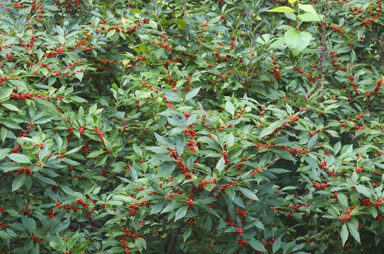 ‘Little Goblin’ Winterberry Holly