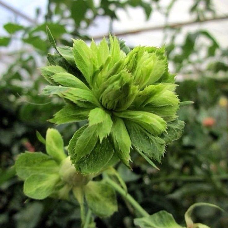 ‘Viridiflora’-roses