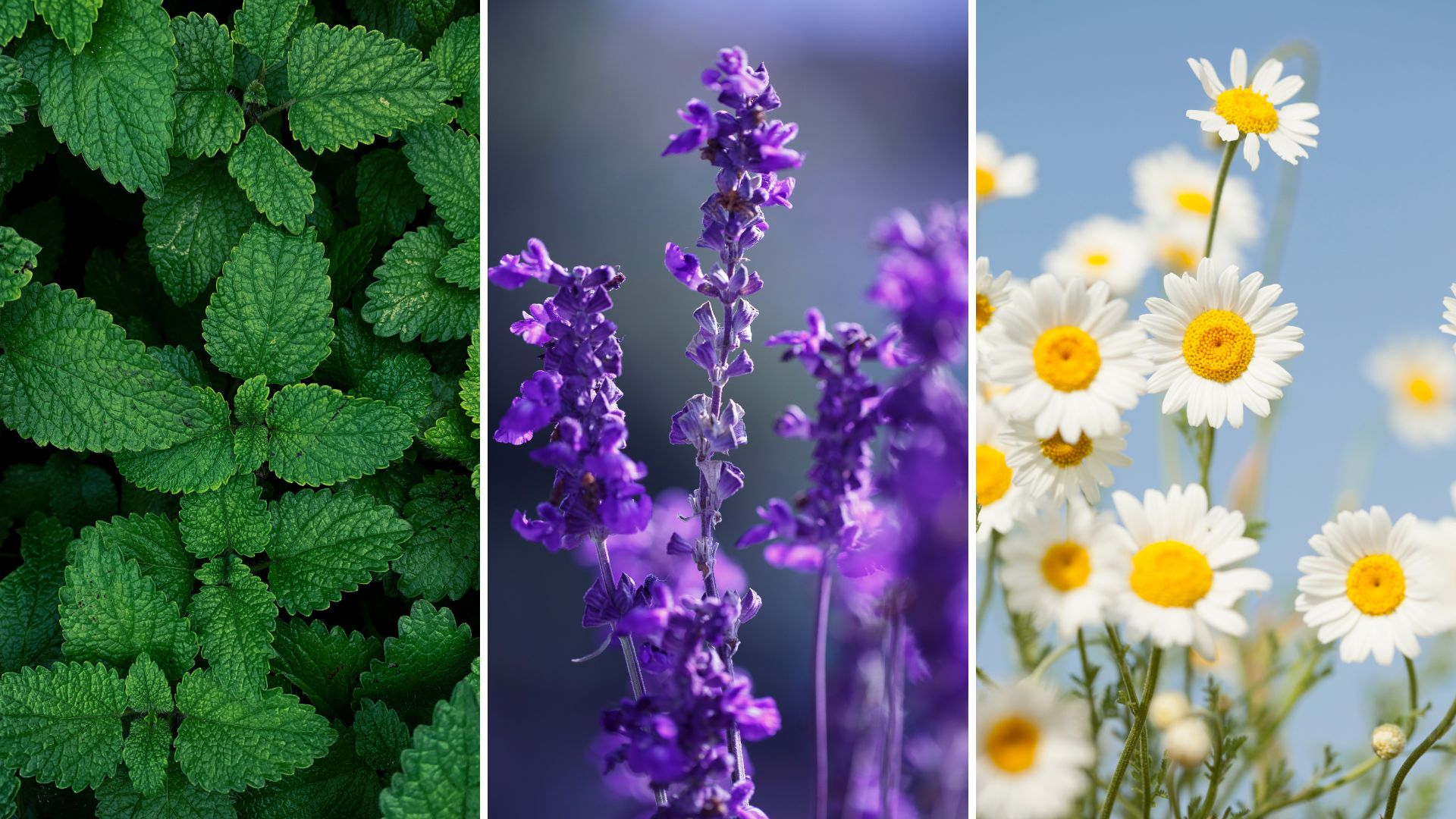 15 Best Herbs To Have In Your Kitchen