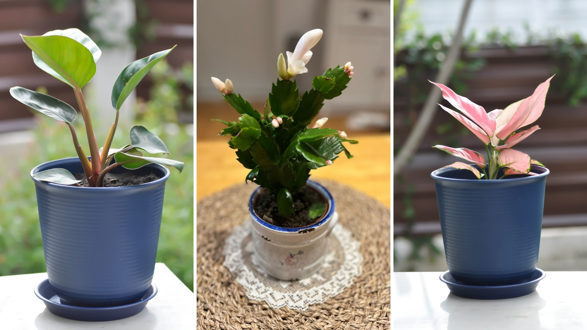 15 Houseplants With Impressively Long Lifespans