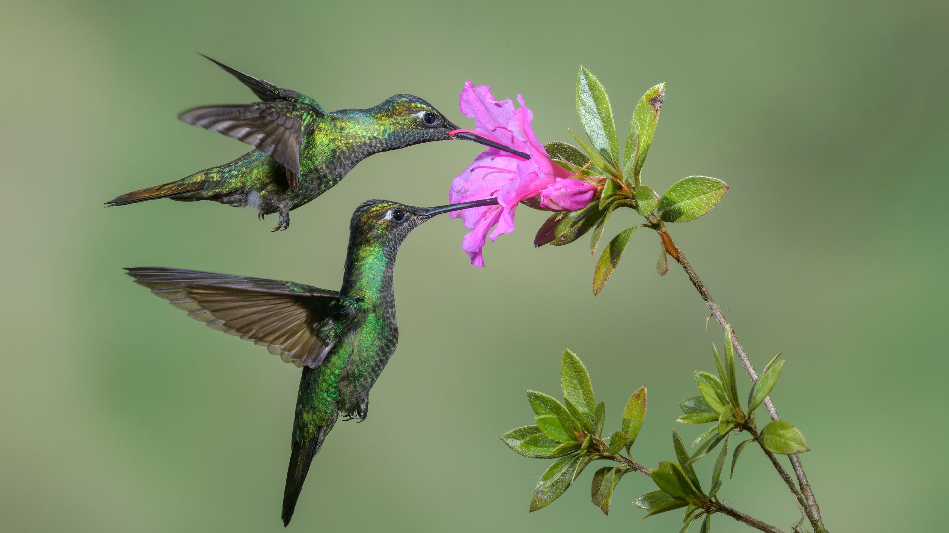 20 Nectar-Rich Native Plants For Attracting Hummingbirds