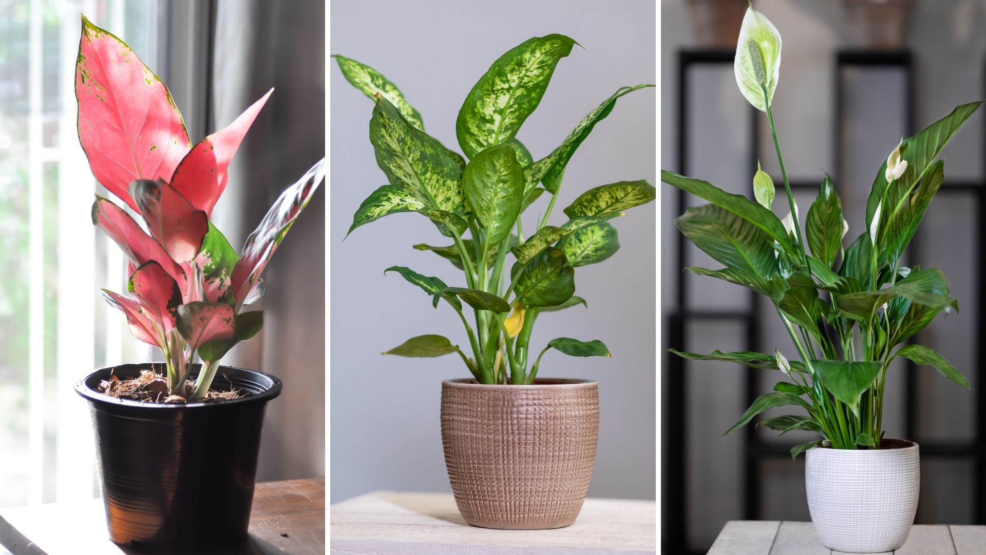 23 Best Plants For Rooms Without Windows