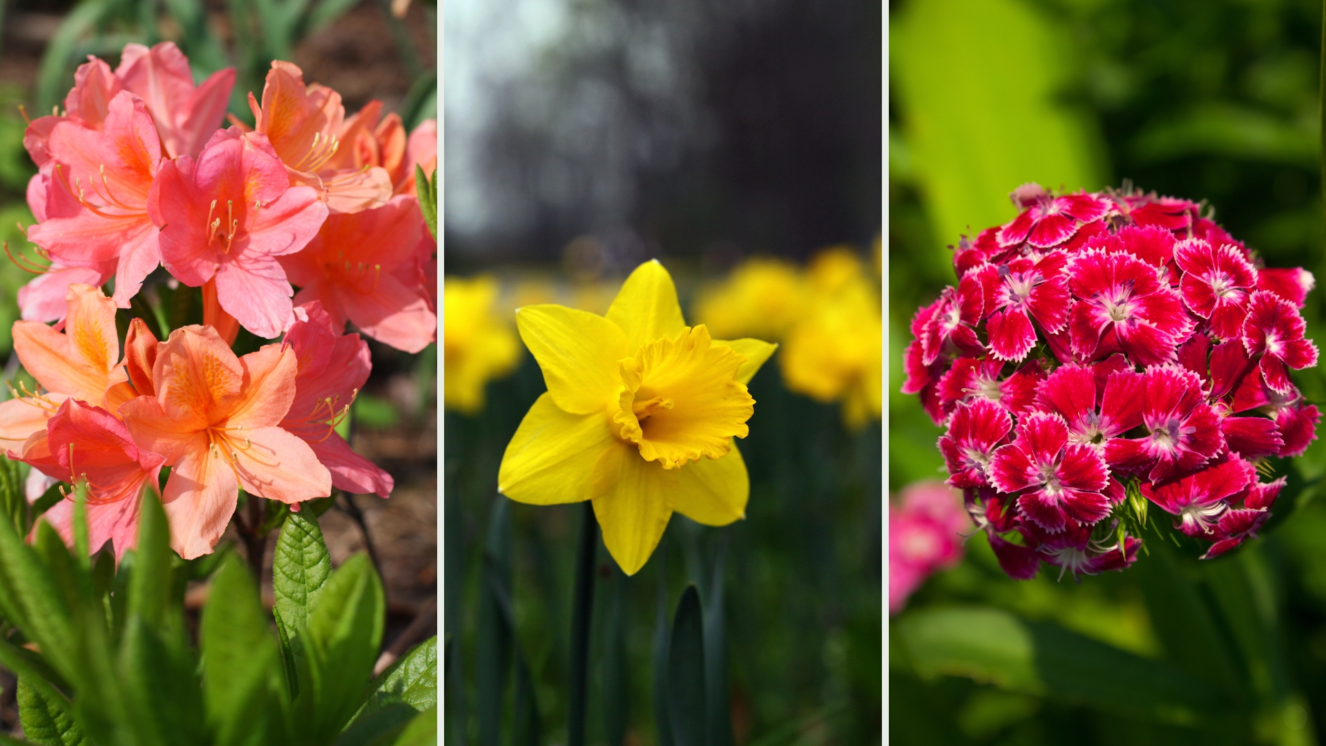 25 Best Flowers For Early Spring And A Gorgeous Display