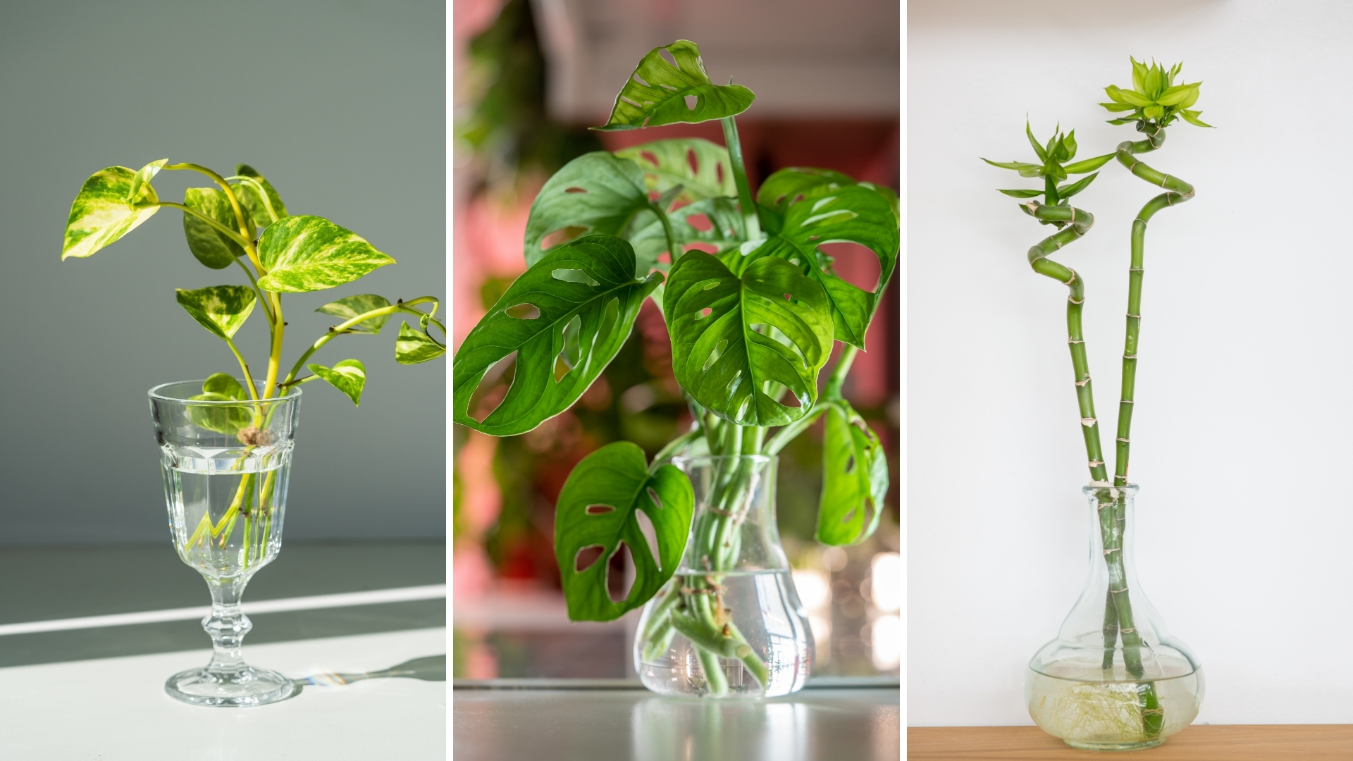25 Best Plants You Can Propagate And Grow In Water Vases