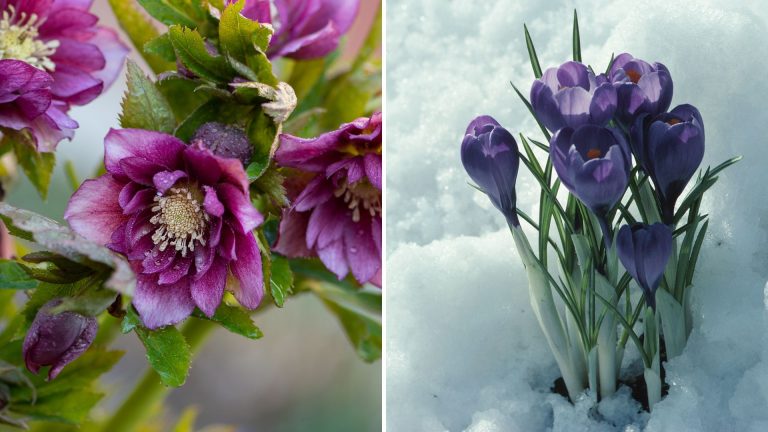 plants that bloom in winter