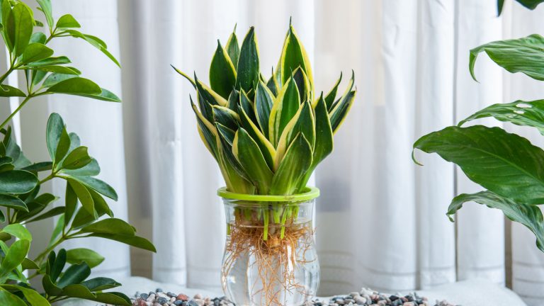 Snake plant in water