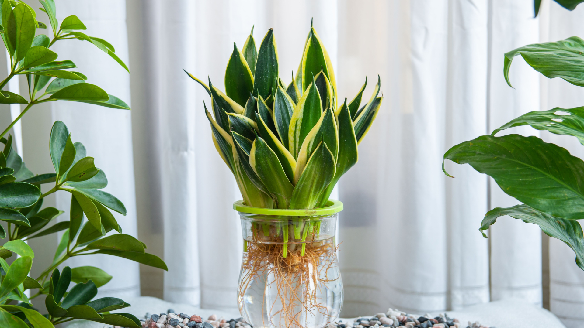 3 Easy Steps To Grow Your Snake Plants In Water