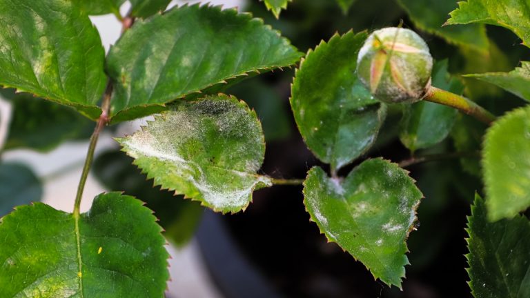 white spots on rose leaves