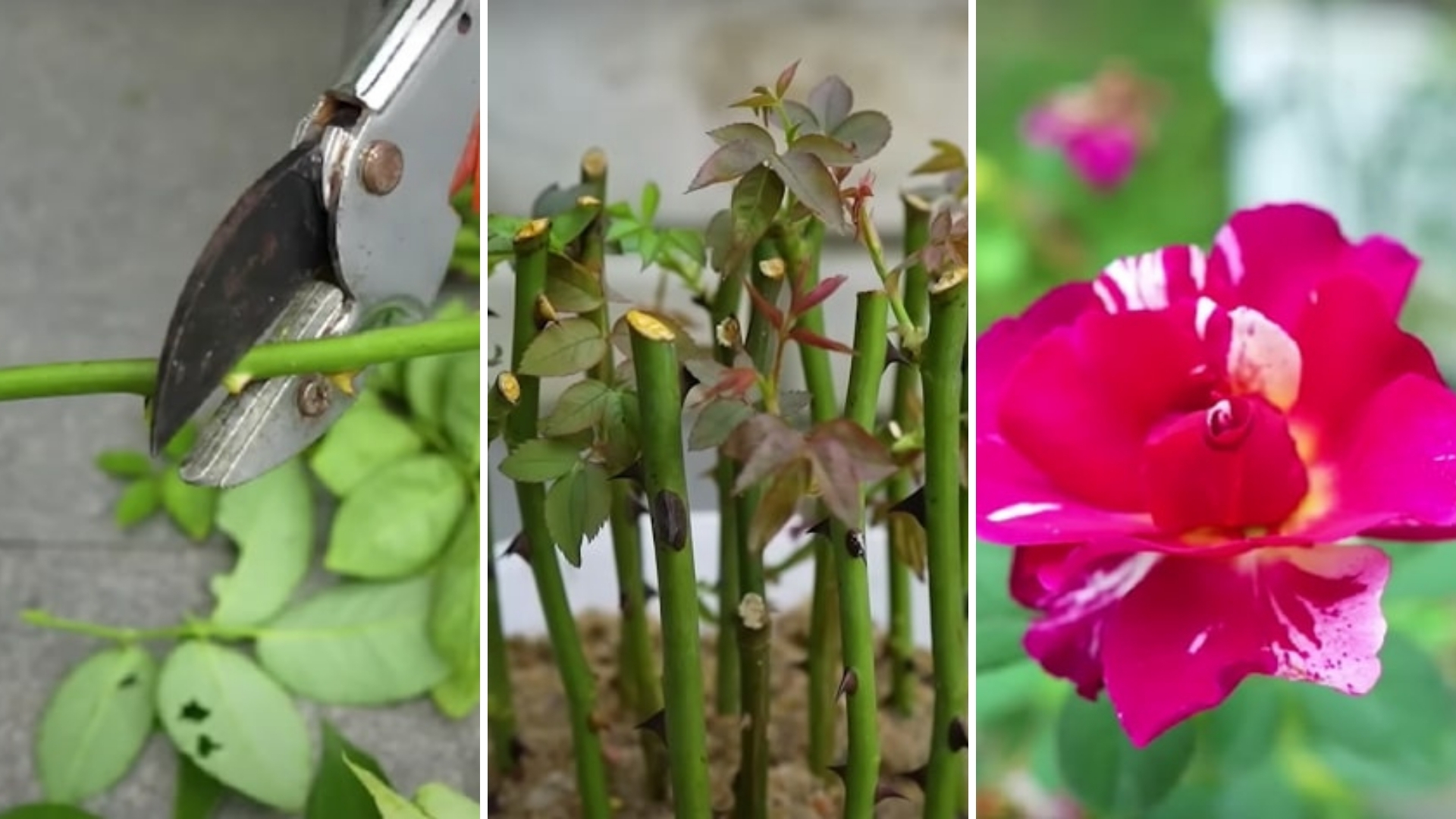 4 Steps For Growing Rose Plants From Cuttings