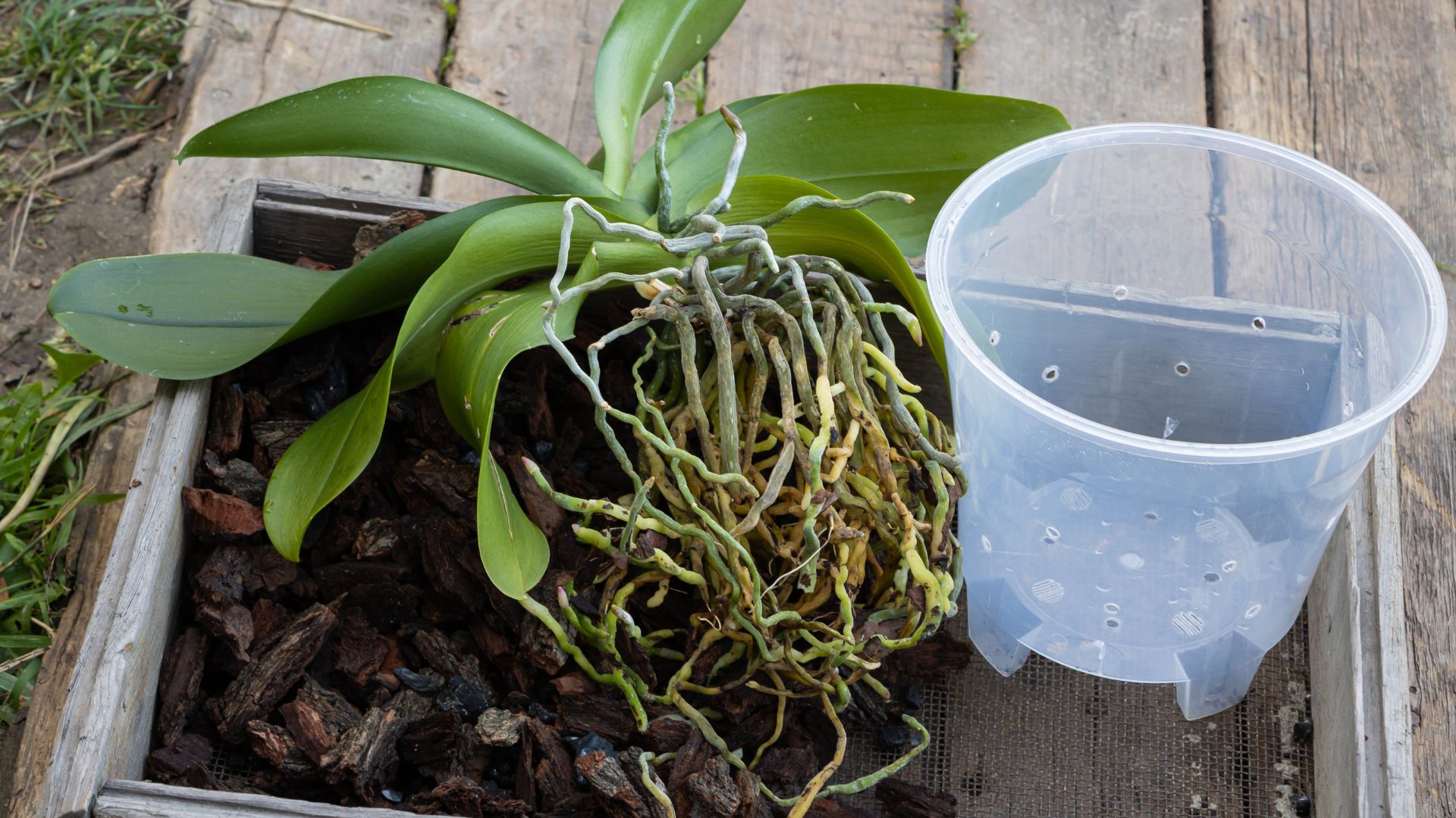6 Simple Steps For Repotting Orchid Aerial Roots