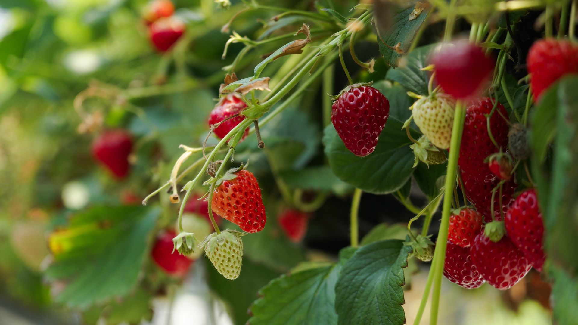 6 Steps For Growing Strawberries From Strawberries