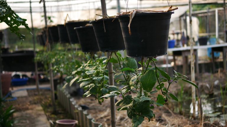vegetables growing upside down