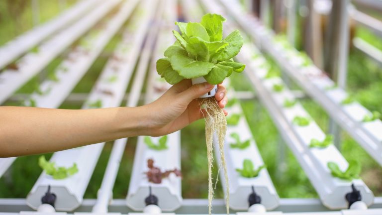 woman holding a plant